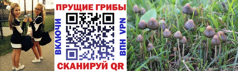 где найти   Гудермес  Псилоцибиновые грибы MAGIC MUSHROOMS 