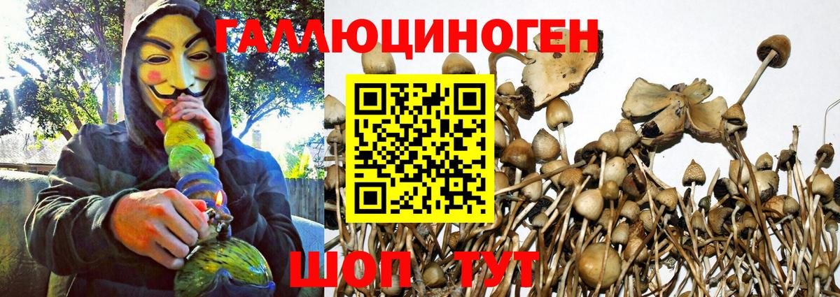 Галлюциногенные грибы Psilocybe  Гудермес 